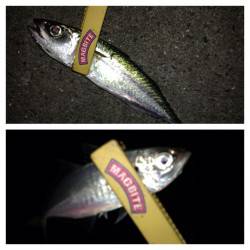 舞洲でのアジング釣果