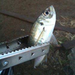 助松埠頭　朝方のサビキ釣りでアジ〜18cm22尾