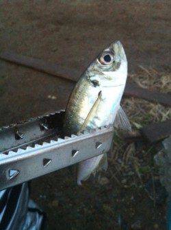 助松埠頭　朝方のサビキ釣りでアジ〜18cm22尾