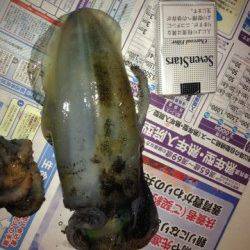 京丹後西部でのエギング釣果