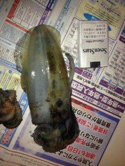 京丹後西部でのエギング釣果