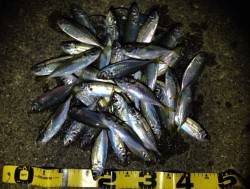 岸和田周辺をアジングでランガン！　アタリは…