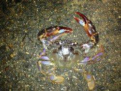 ジャンボアジを求めて舞洲へアジング釣行