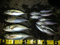 大アジを求めて田辺へアジング釣行　MAX3…