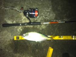 舞洲のアジング　27.5cmのアジをキャッ…