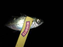 ジャンボアジを求めて舞洲へアジング釣行