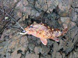 田烏～釣姫　ルアーでメバル・ガシラなどの釣果　他アオリイカも