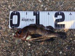 田烏～釣姫　ルアーでメバル・ガシラなどの釣果　他アオリイカも