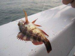 お刺身サイズのカワハギ釣れました