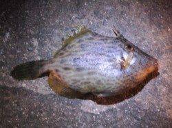 お刺身サイズのカワハギ釣れました