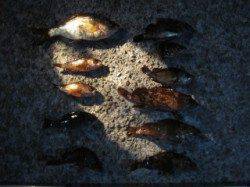 垂水漁港でメバリング～ソイ・タケノコメバル・ガシラ・メバル