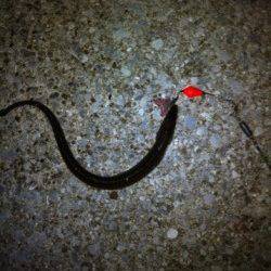 りんくうでタチウオワインド　2バラシ1匹ゲット