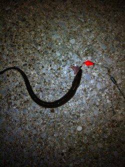 りんくうでタチウオワインド　2バラシ1匹ゲット