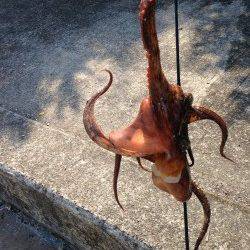 二見にてエギで良型マダコがヒット！