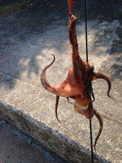 二見にてエギで良型マダコがヒット！