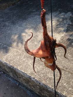 二見にてエギで良型マダコがヒット！