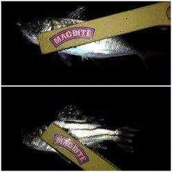 今シーズン初のメバル狙いに小島周辺を2～3ヶ所ランガン