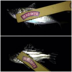 今シーズン初のメバル狙いに小島周辺を2～3ヶ所ランガン