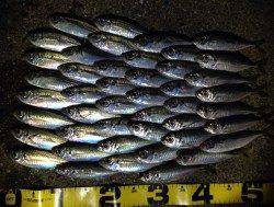 泉南周辺をアジングでランガン、短時間で50匹♪