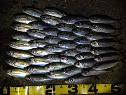 泉南周辺をアジングでランガン、短時間で50…