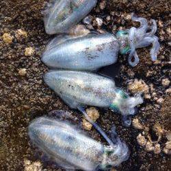 田辺・戎漁港でエギング、サイトで6杯確保♪