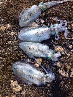 田辺・戎漁港でエギング、サイトで6杯確保♪