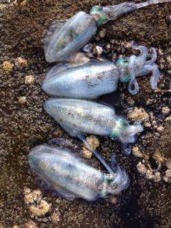 田辺・戎漁港でエギング、サイトで6杯確保♪…