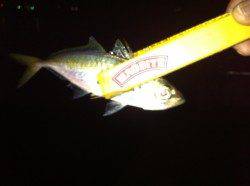 舞洲でアジング、開始早々ワンキャストワンヒット