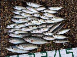 田辺でアジング、25cm4尾と豆アジ入れ食い状態！