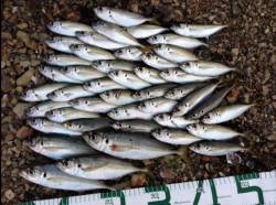 田辺でアジング、25cm4尾と豆アジ入れ食…