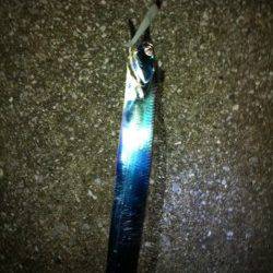 りんくうでタチウオ狙い、ウキにはアタリなくワインドでHIT