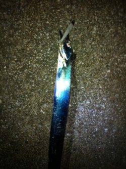 りんくうでタチウオ狙い、ウキにはアタリなくワインドでHIT