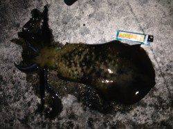 伊根エリアでのエギング、胴長15～28cmと全体的に上がってきました