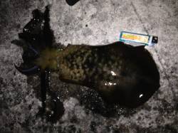 伊根エリアでのエギング、胴長15～28cm…