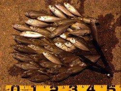 泉南エリアでランガンアジング、オレンジ系カラーが強かった！