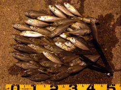 泉南エリアでランガンアジング、オレンジ系カ…