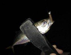 岸和田周辺をアジングでランガン！　アタリはコンスタント♪