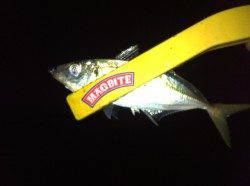 舞洲でのアジング釣果