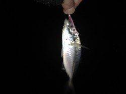 舞洲でアジング、忍耐の釣りでした