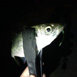 泉南周辺をアジングでランガン、短時間で50匹♪