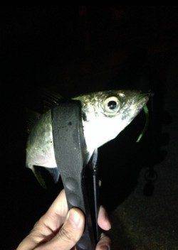 泉南周辺をアジングでランガン、短時間で50匹♪