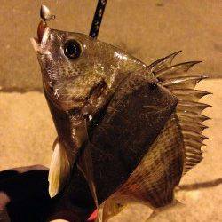 アジは長めのステイに好反応、キビレは底でした