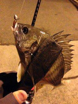 アジは長めのステイに好反応、キビレは底でした