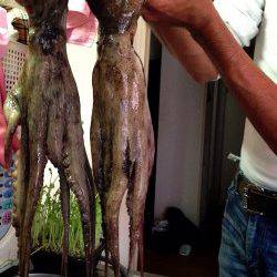 二見にてエギで良型マダコがヒット！