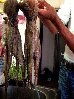 二見にてエギで良型マダコがヒット！