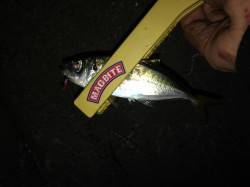 舞洲にアジを求めて行って来ました