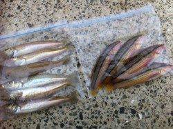 室津で投げ釣り、20cm位のキスも