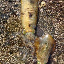 田辺・戎漁港でエギング、サイトで6杯確保♪