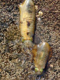 田辺・戎漁港でエギング、サイトで6杯確保♪