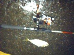 舞洲でのアジング釣果